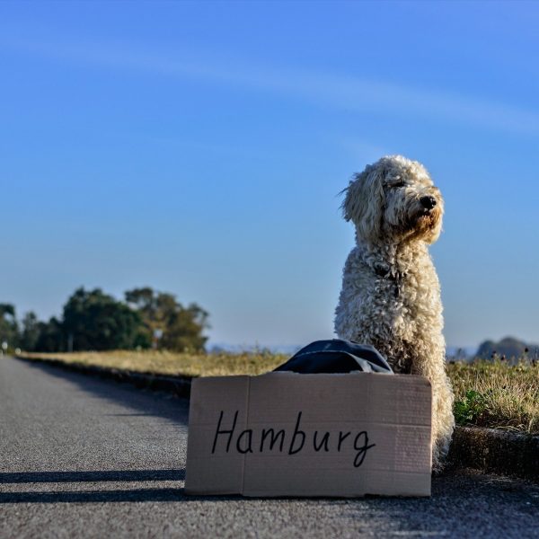 Erb Reiseblog: Mit Hund auf Reisen